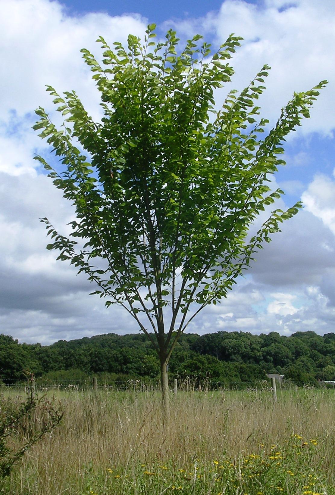 Ulmus Americana 'princeton' - View 26 from www redcrocus com