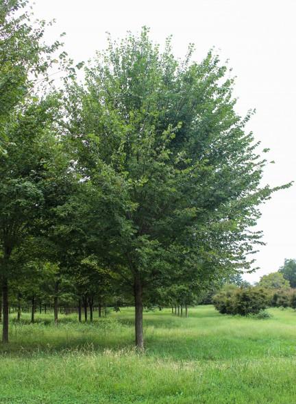 Ulmus Americana 'princeton' - View 2 from www redcrocus com