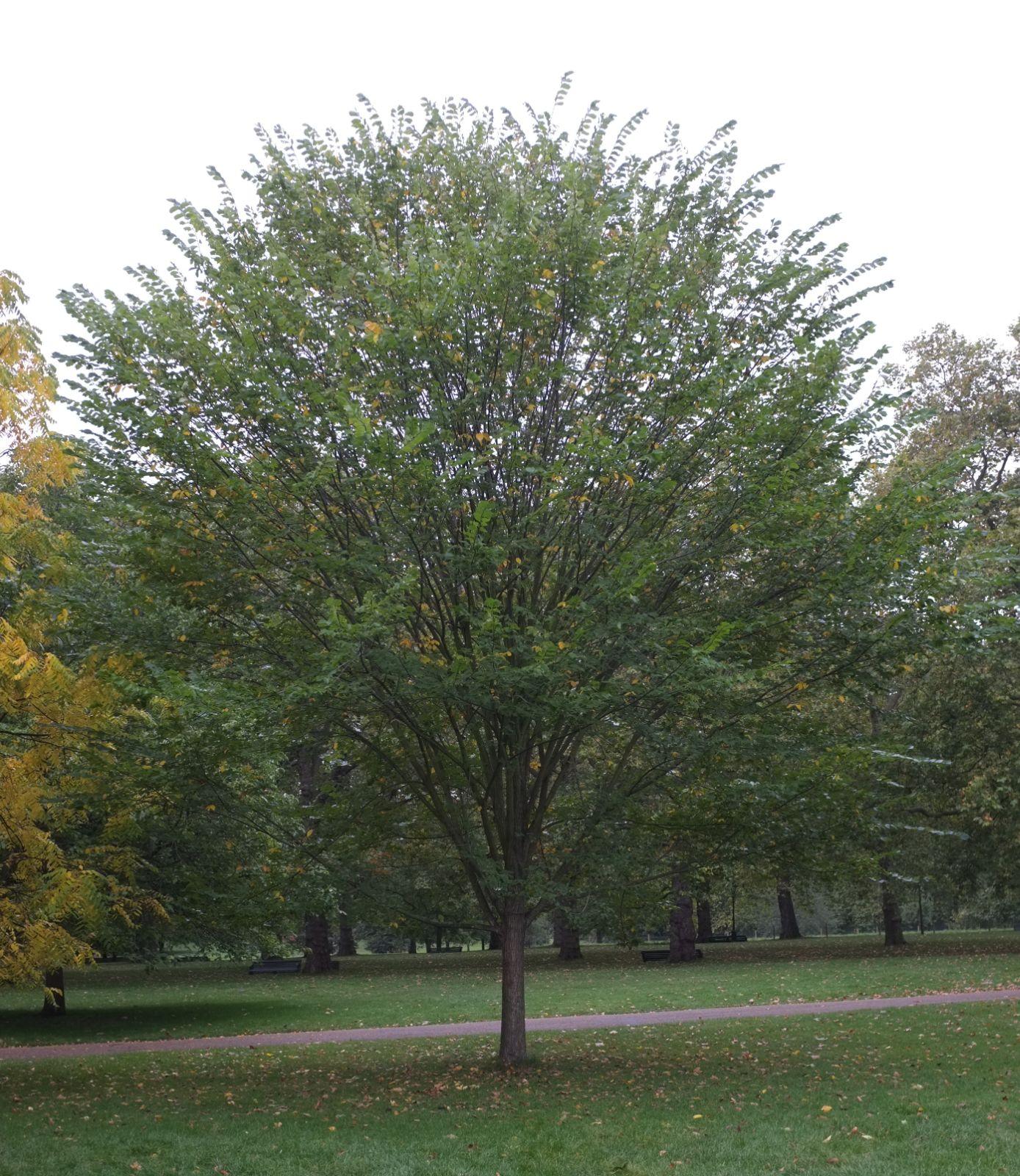 Ulmus Americana 'princeton' - View 31 from www redcrocus com