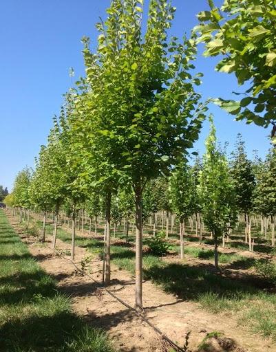Ulmus Americana 'princeton' - View 32 from www redcrocus com