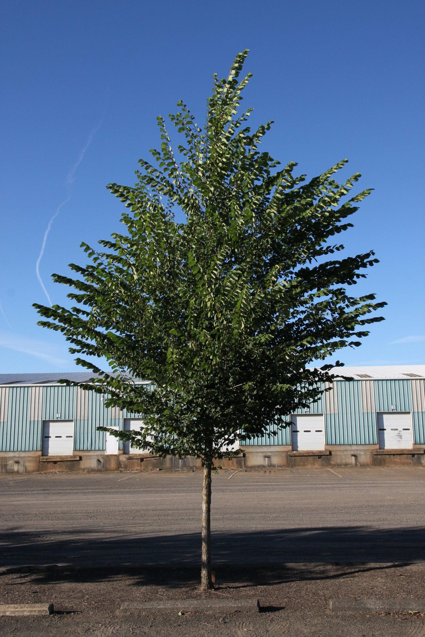 Ulmus Americana 'princeton' - View 34 from www redcrocus com