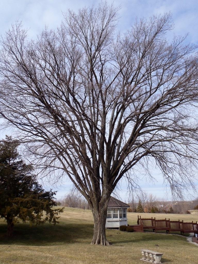 Ulmus Americana 'princeton' - View 35 from www redcrocus com
