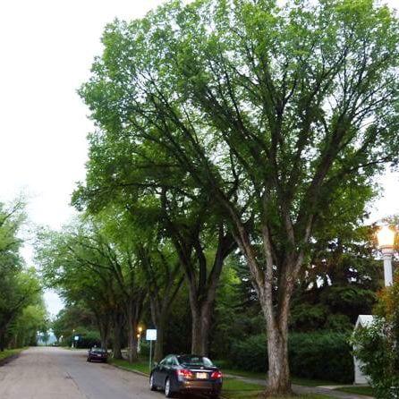 Ulmus Americana 'princeton' - View 4 from www redcrocus com