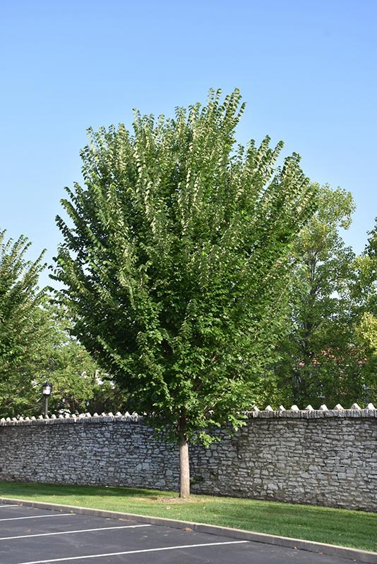 Ulmus Americana 'princeton' - View 6 from www redcrocus com