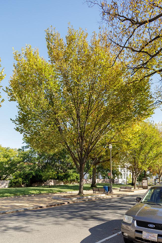 Ulmus Americana 'princeton' - View 8 from www redcrocus com