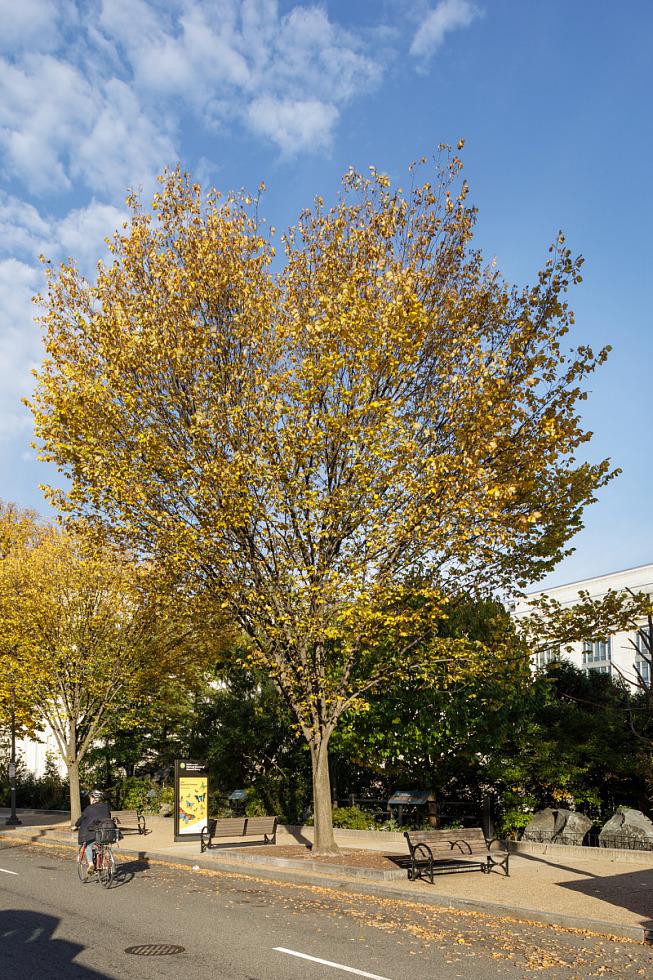 Ulmus Americana 'princeton' - View 9 from www redcrocus com
