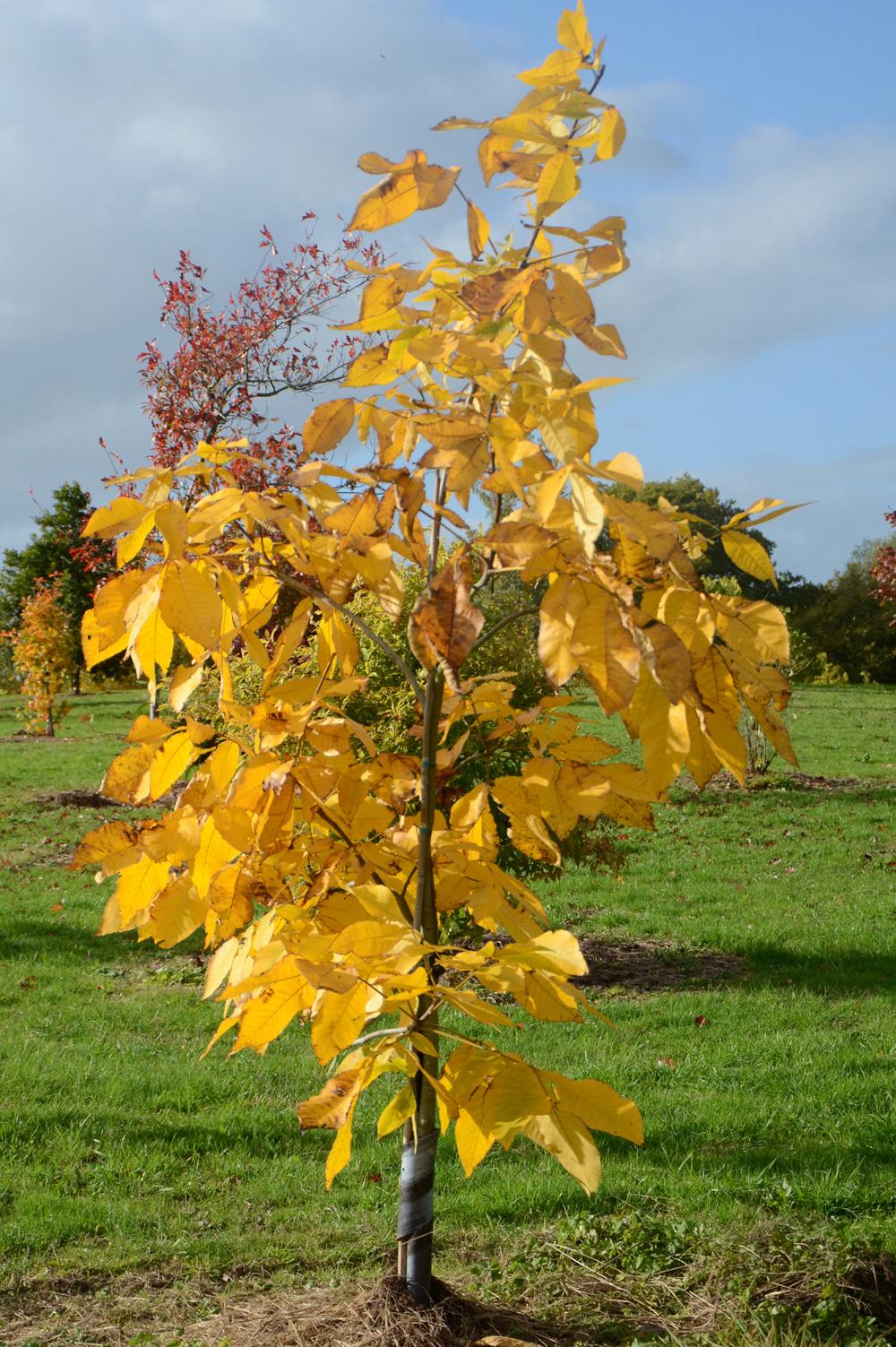Carya Ovata - View 7 from www redcrocus com