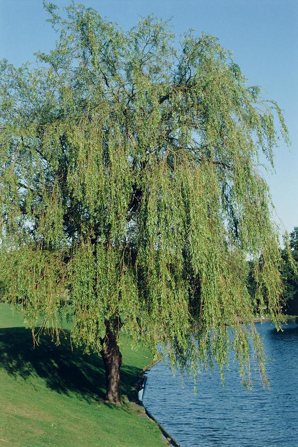 Salix Babylonica Single Stem - View 11 from www redcrocus com