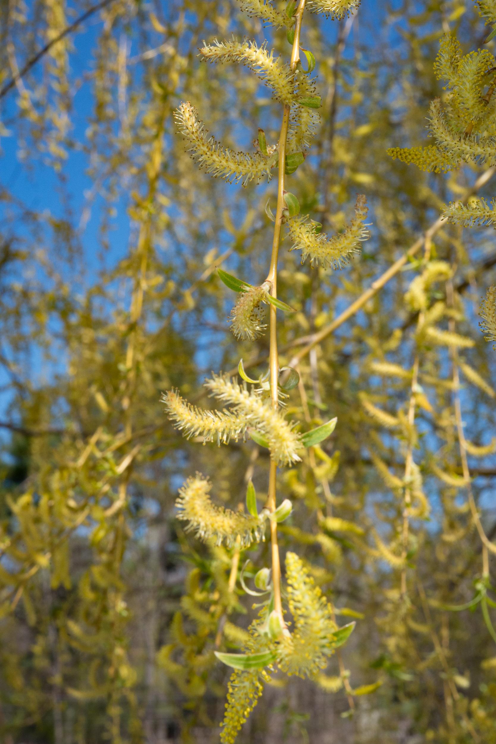Salix Babylonica Single Stem - View 12 from www redcrocus com