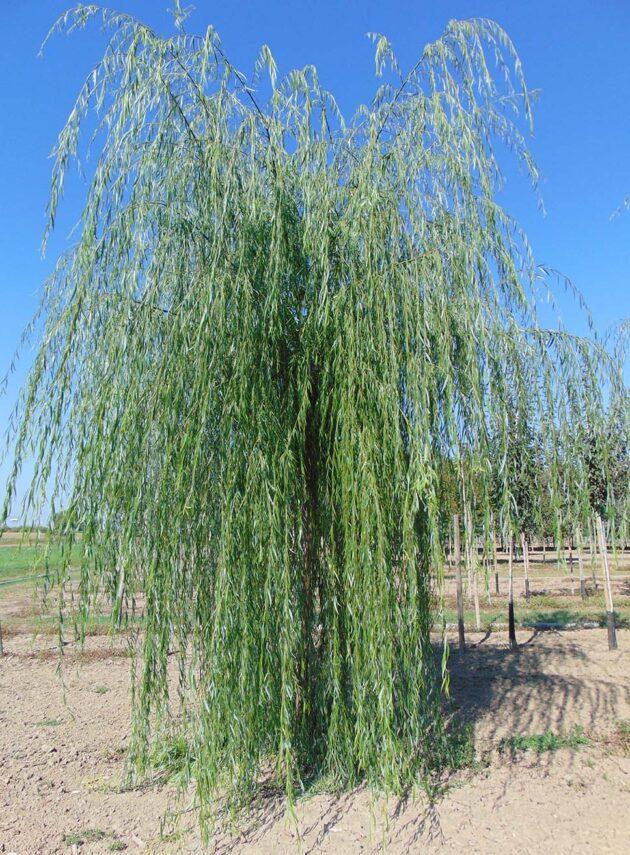 Salix Babylonica Single Stem - View 13 from www redcrocus com