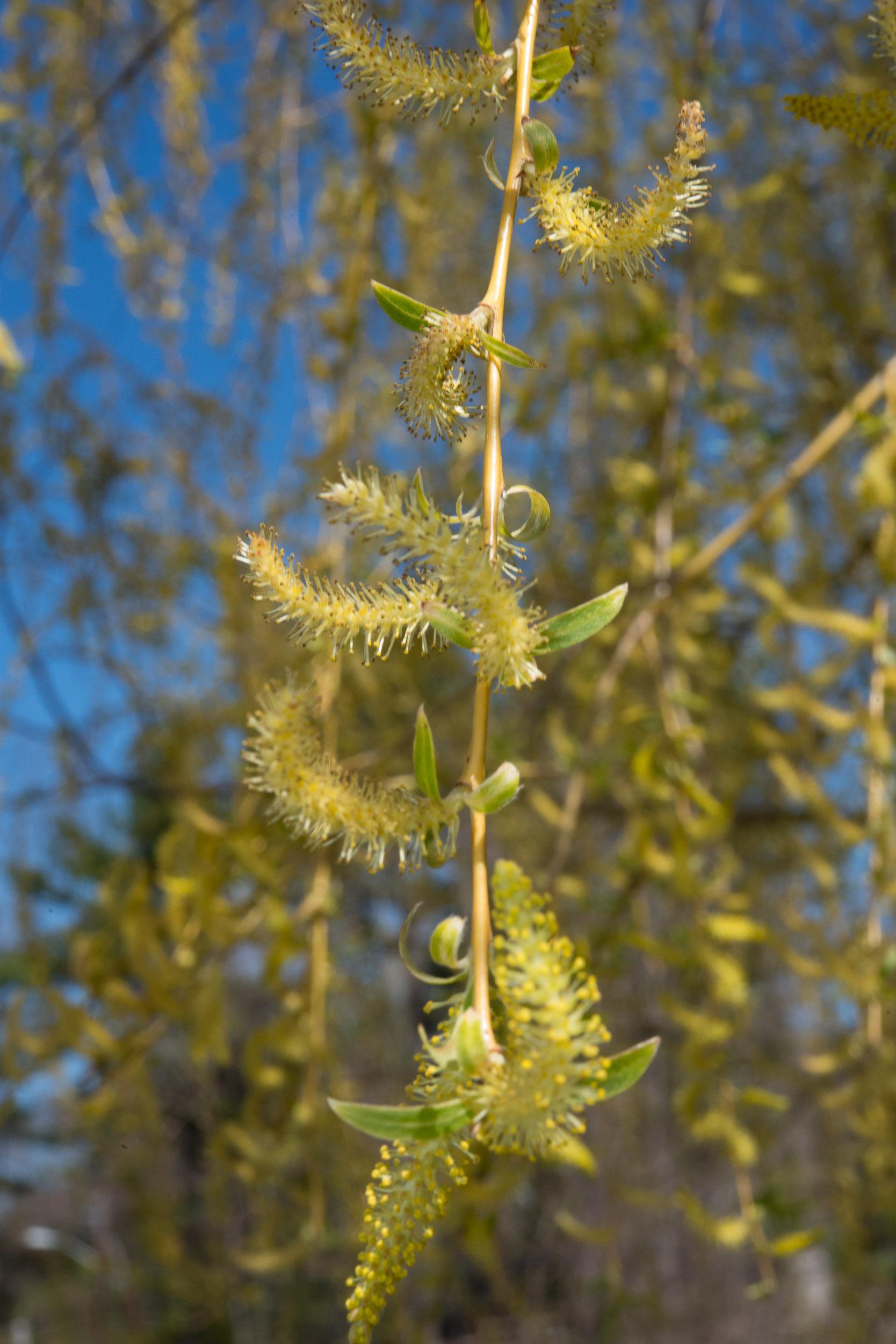 Salix Babylonica Single Stem - View 14 from www redcrocus com