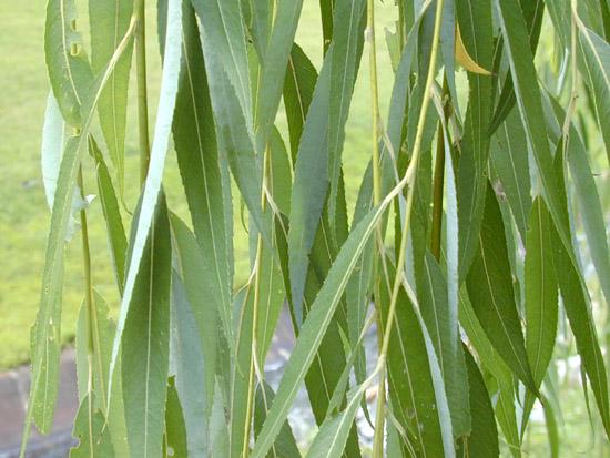 Salix Babylonica Single Stem - View 15 from www redcrocus com