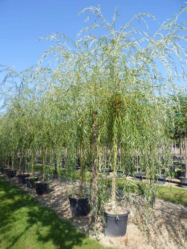 Salix Babylonica Single Stem - View 16 from www redcrocus com