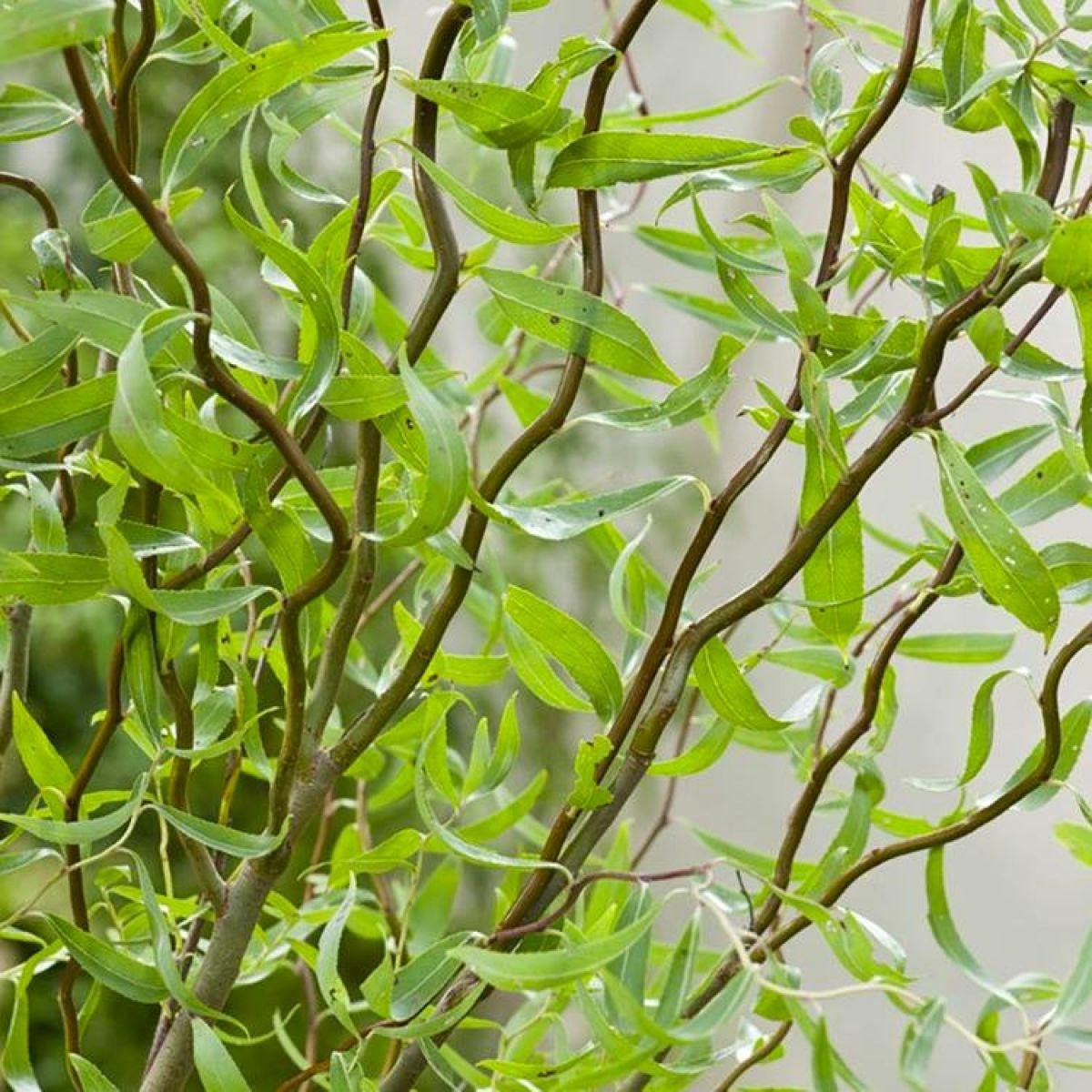 Salix Babylonica Single Stem - View 17 from www redcrocus com