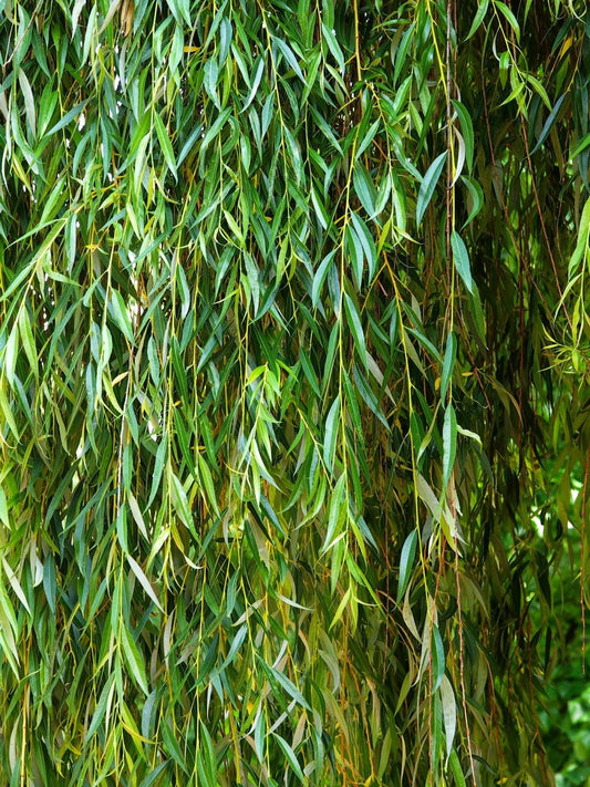 Salix Babylonica Single Stem - View 1 from www redcrocus com