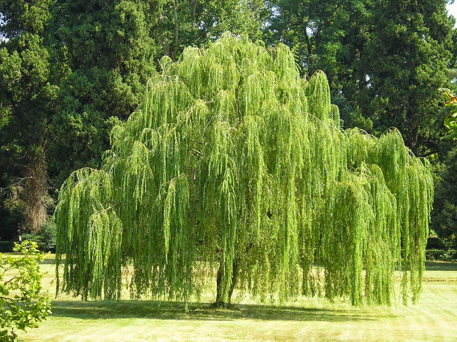 Salix Babylonica Single Stem - View 2 from www redcrocus com