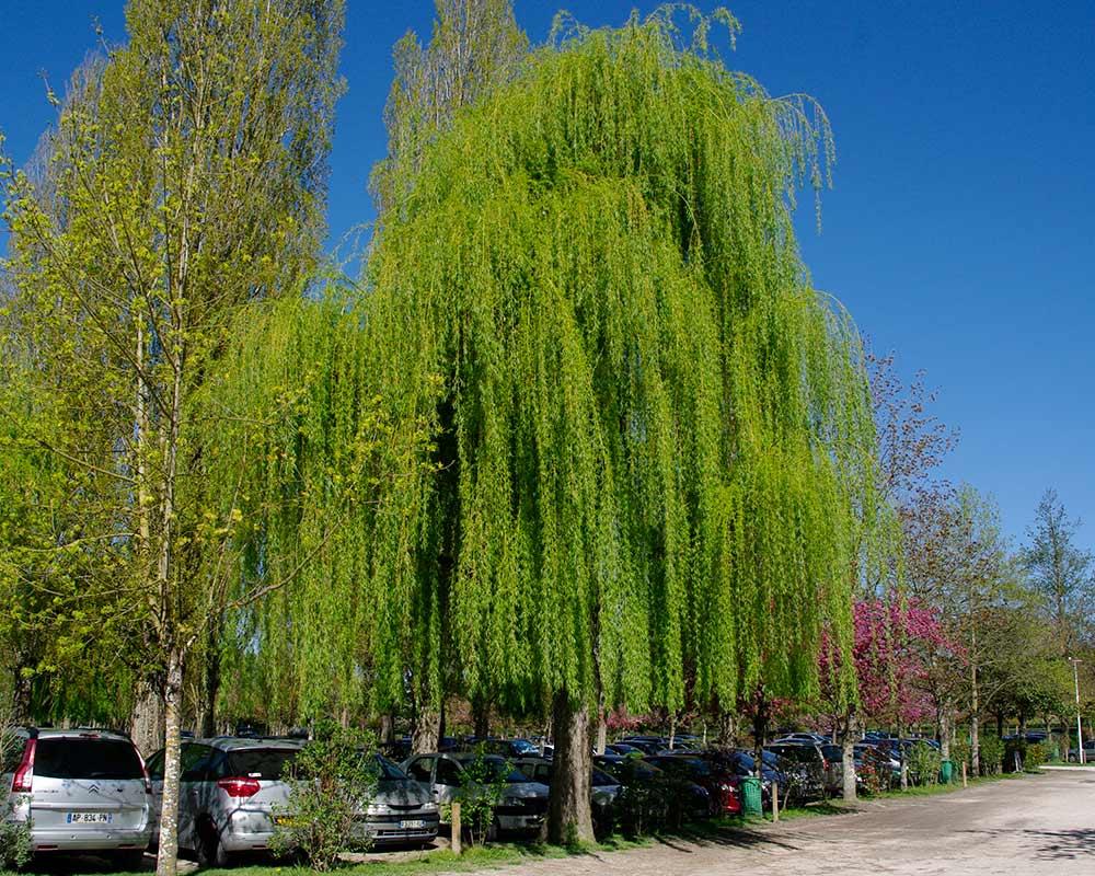 Salix Babylonica Single Stem - View 3 from www redcrocus com