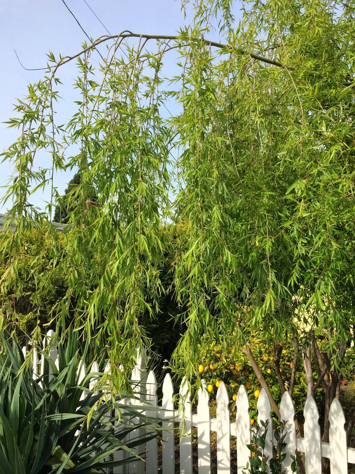 Salix Babylonica Single Stem - View 4 from www redcrocus com