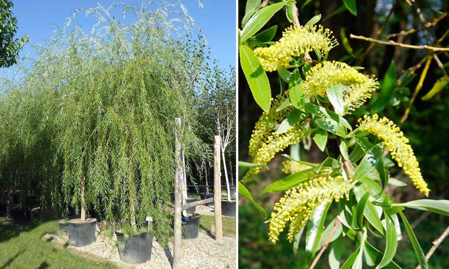 Salix Babylonica Single Stem - View 5 from www redcrocus com