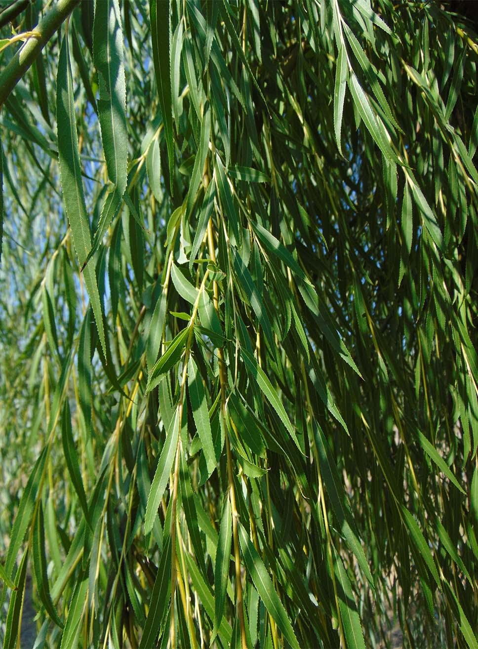 Salix Babylonica Single Stem - View 6 from www redcrocus com