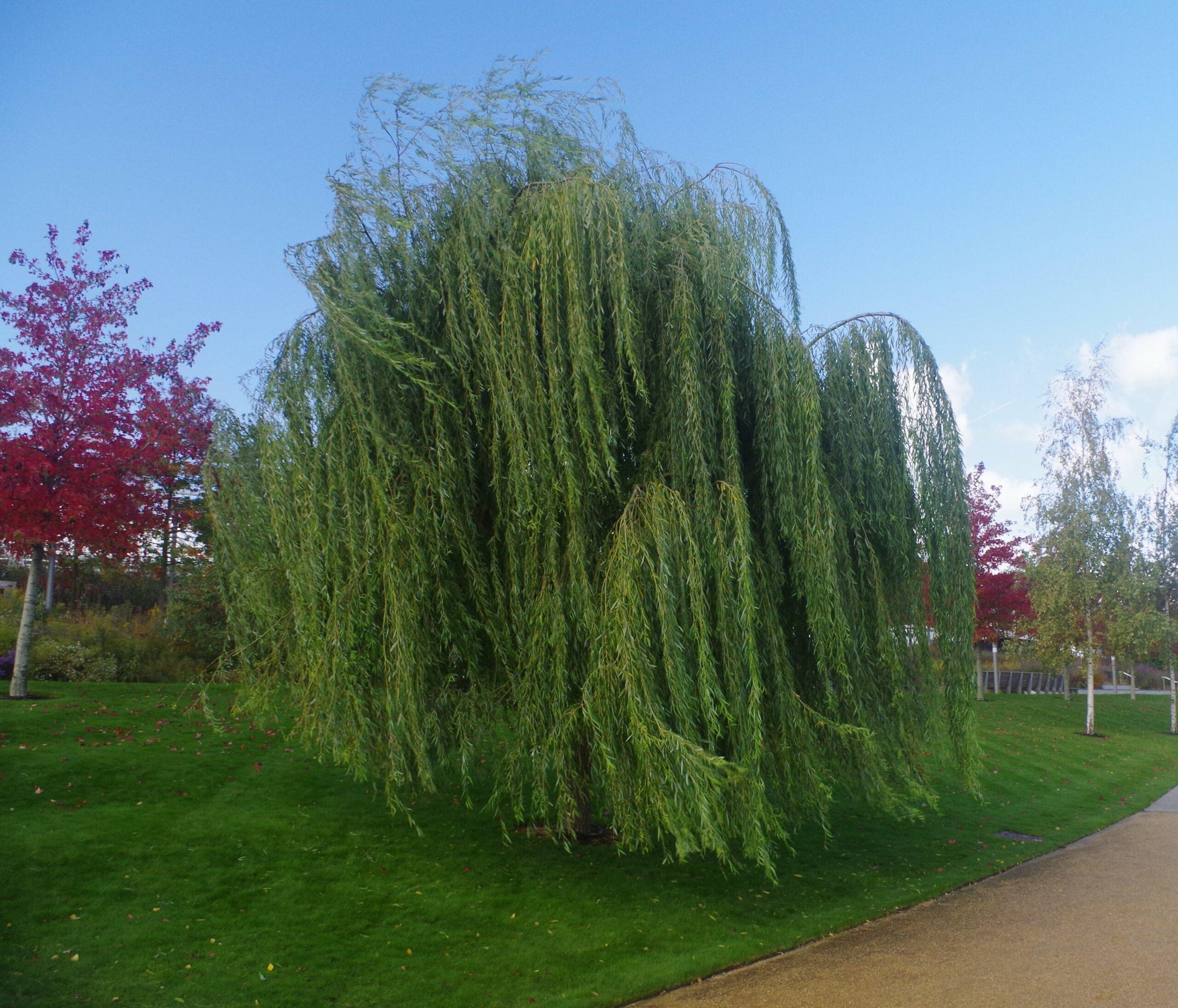 Salix Babylonica Single Stem - View 7 from www redcrocus com