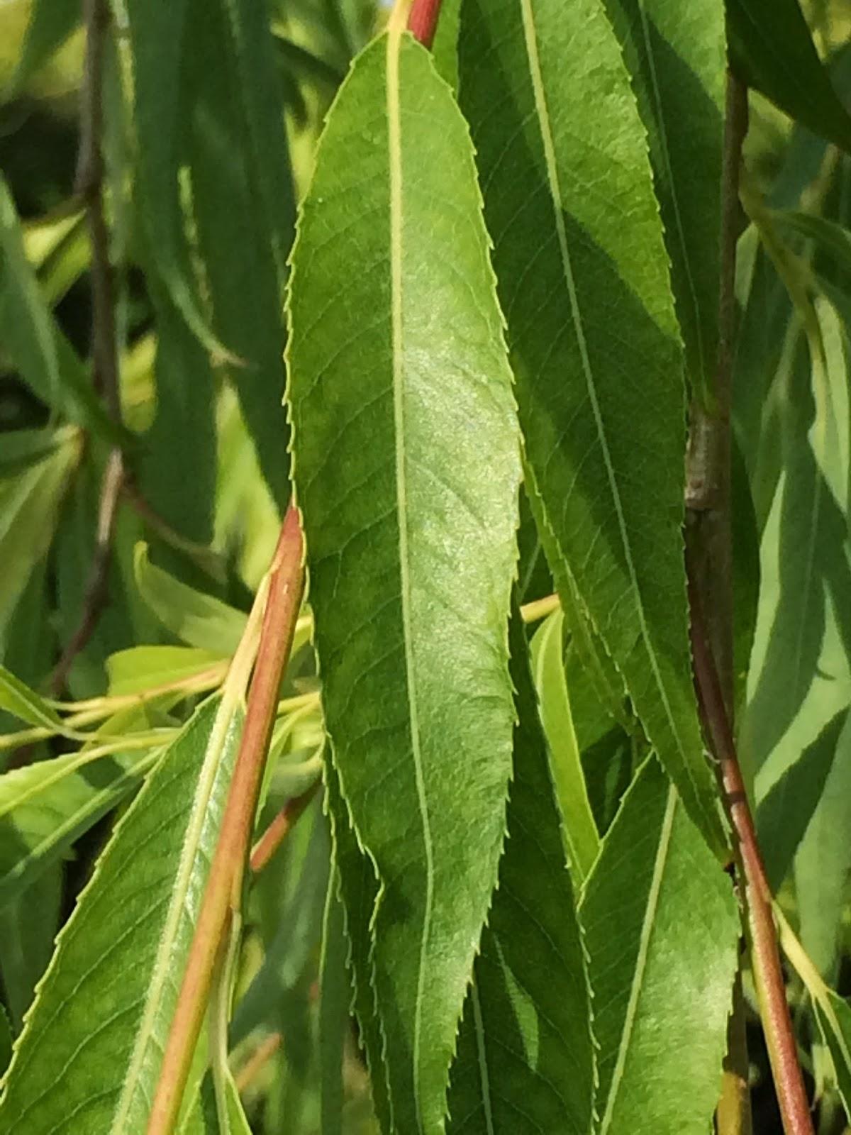 Salix Babylonica Single Stem - View 8 from www redcrocus com