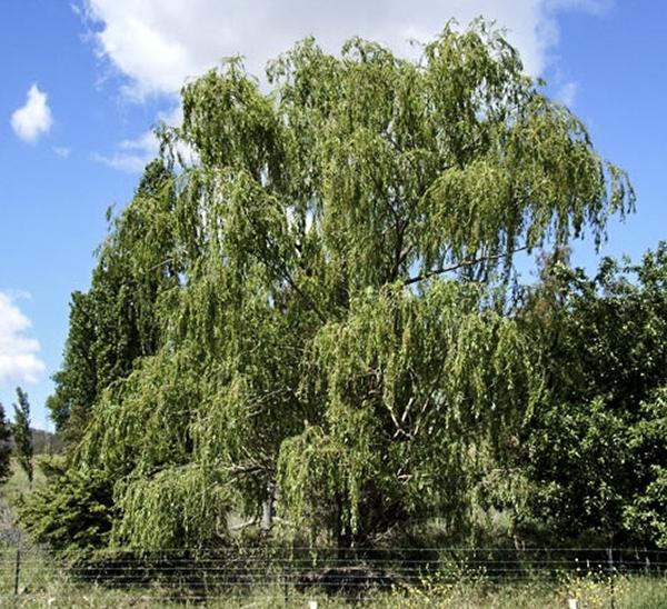 Salix Babylonica Single Stem - View 9 from www redcrocus com