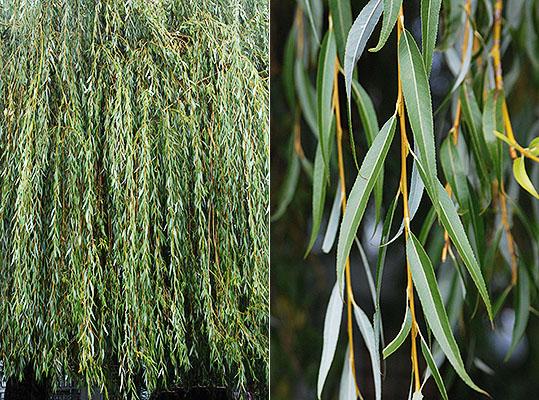 Salix Alba Tristis Single Stem - View 17 from www redcrocus com
