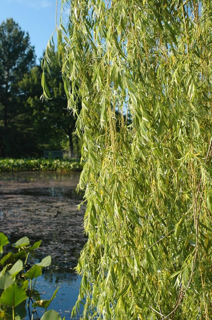 Salix Alba Tristis Single Stem - View 20 from www redcrocus com