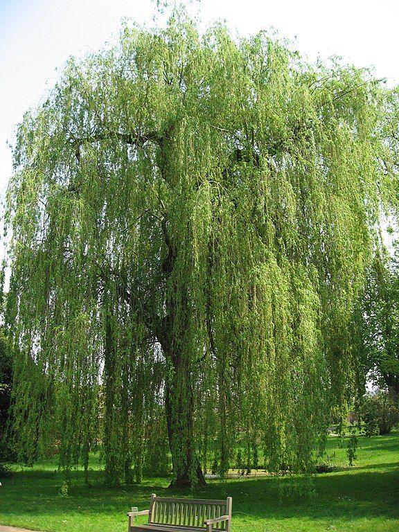 Salix Alba Tristis Single Stem - View 5 from www redcrocus com