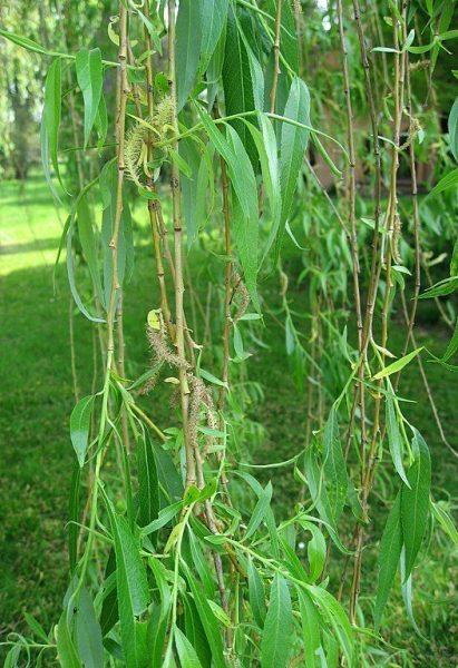 Salix Alba Tristis Single Stem - View 6 from www redcrocus com