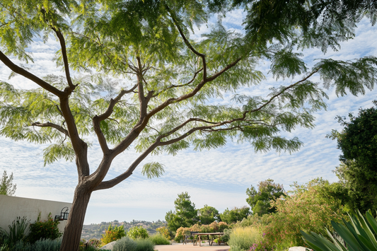 Gleditsia Triacanthos 'shademaster' Single Stem - View 10 from www redcrocus com
