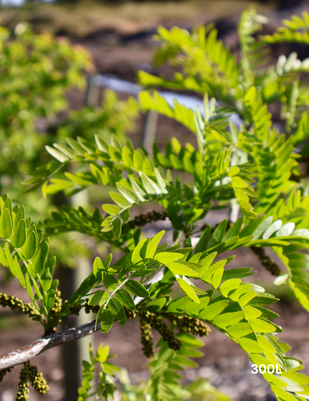 Gleditsia Triacanthos 'shademaster' Single Stem - View 11 from www redcrocus com