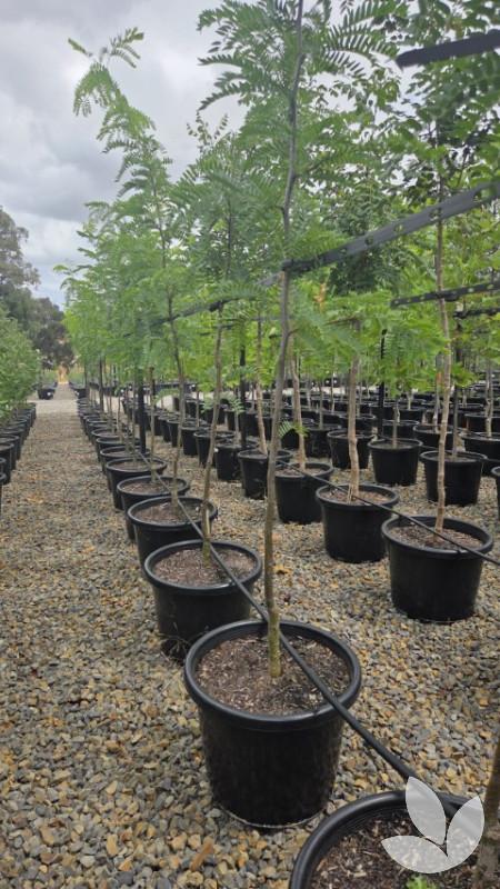 Gleditsia Triacanthos 'shademaster' Single Stem - View 13 from www redcrocus com