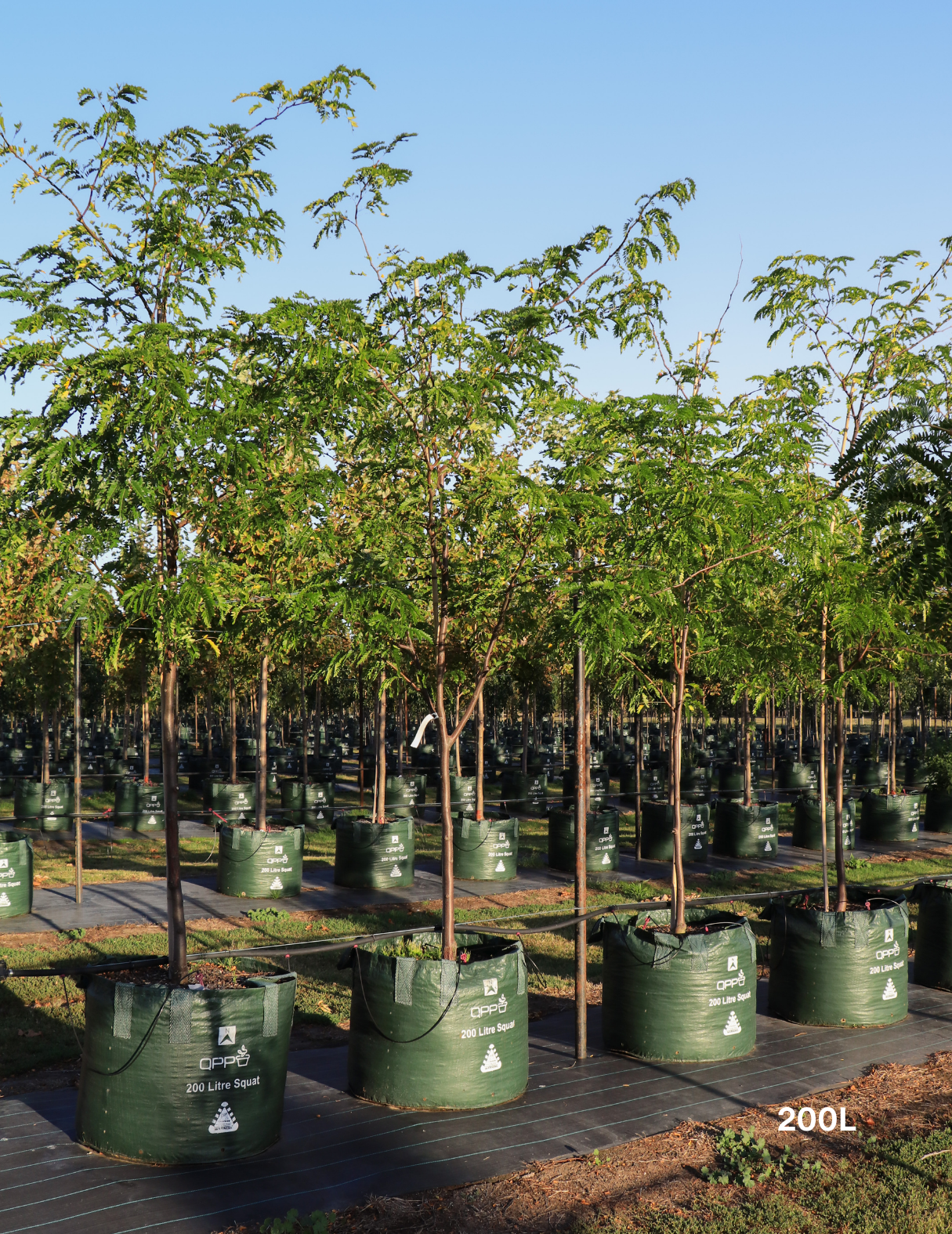Gleditsia Triacanthos 'shademaster' Single Stem - View 14 from www redcrocus com