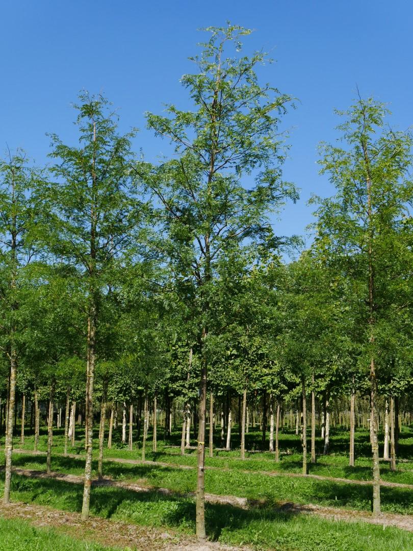 Gleditsia Triacanthos 'shademaster' Single Stem - View 16 from www redcrocus com