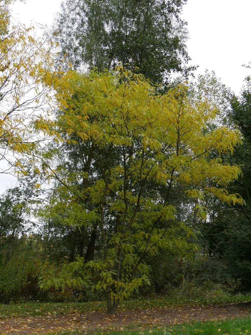 Gleditsia Triacanthos 'shademaster' Single Stem - View 17 from www redcrocus com
