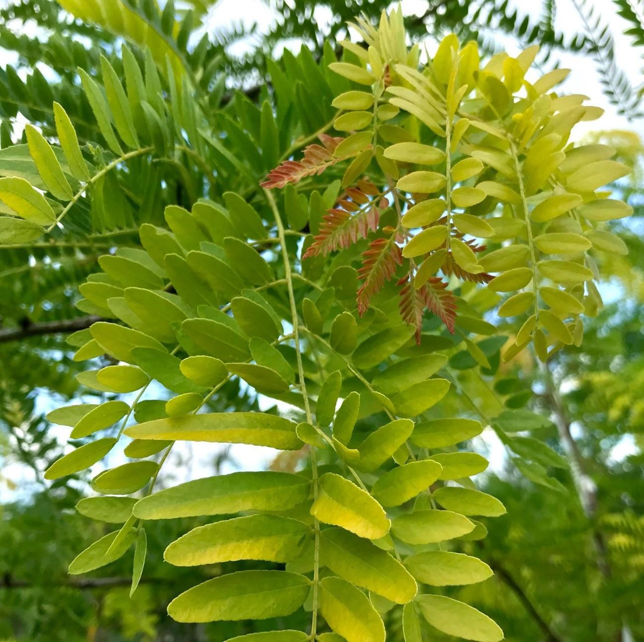 Gleditsia Triacanthos 'shademaster' Single Stem - View 19 from www redcrocus com
