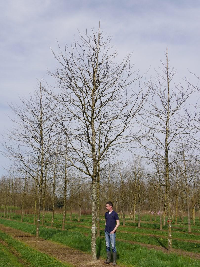 Gleditsia Triacanthos 'shademaster' Single Stem - View 1 from www redcrocus com