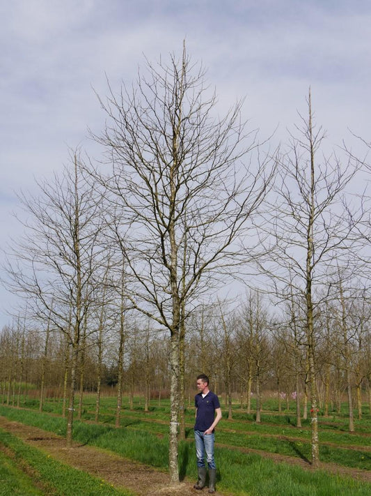 Gleditsia Triacanthos 'shademaster' Single Stem - View 1 from www redcrocus com
