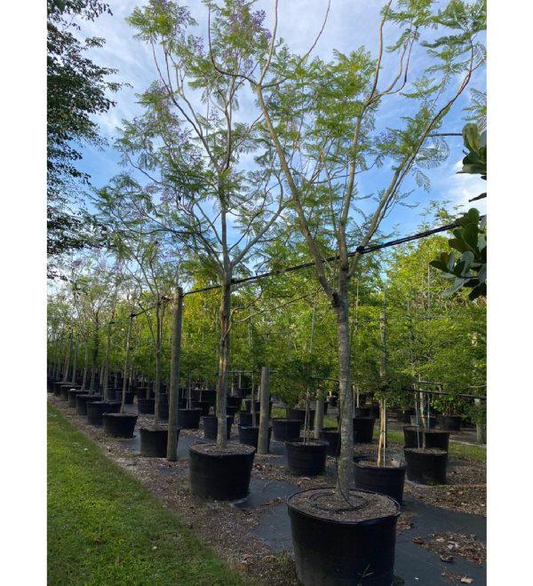 Gleditsia Triacanthos 'shademaster' Single Stem - View 20 from www redcrocus com