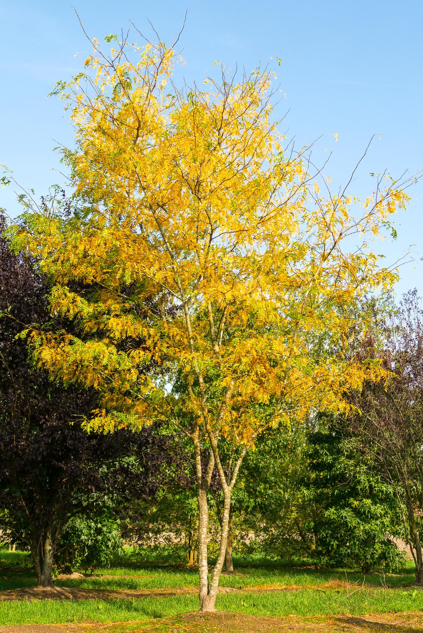 Gleditsia Triacanthos 'shademaster' Single Stem - View 21 from www redcrocus com