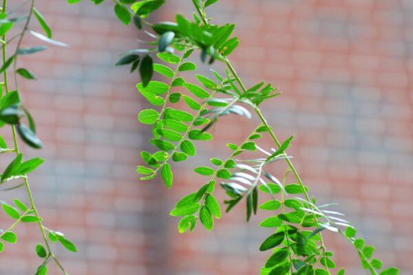 Gleditsia Triacanthos 'shademaster' Single Stem - View 23 from www redcrocus com