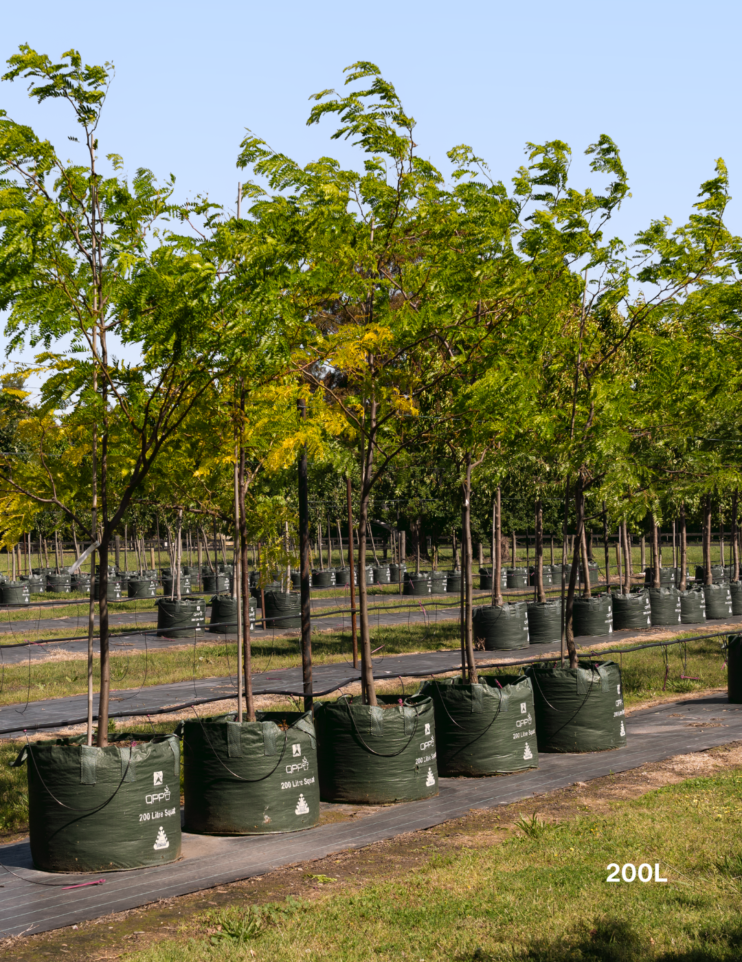 Gleditsia Triacanthos 'shademaster' Single Stem - View 26 from www redcrocus com