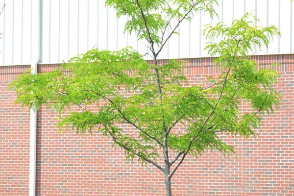 Gleditsia Triacanthos 'shademaster' Single Stem - View 28 from www redcrocus com