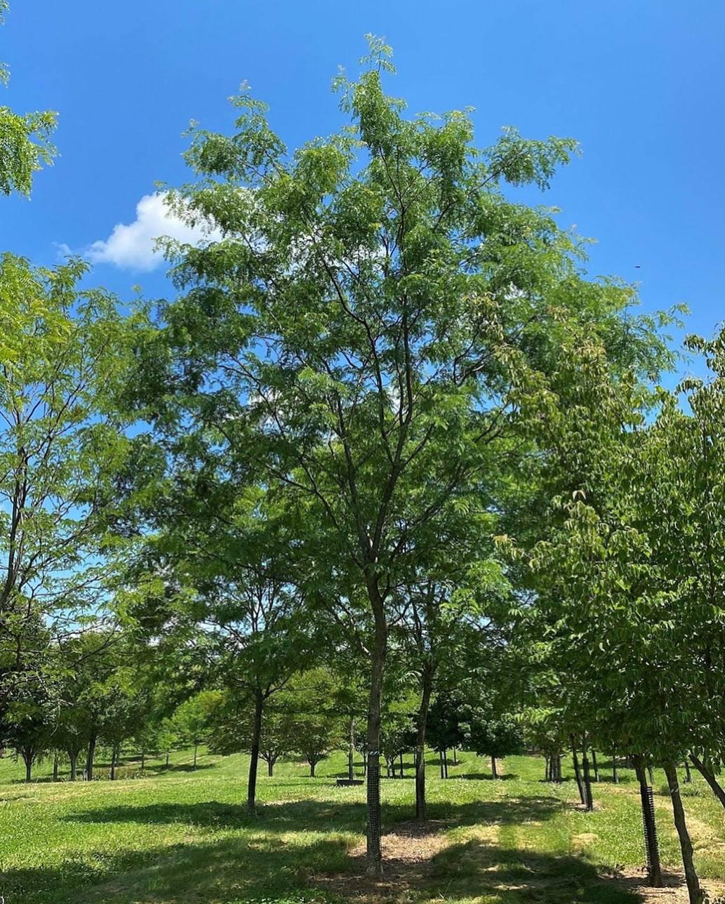 Gleditsia Triacanthos 'shademaster' Single Stem - View 31 from www redcrocus com