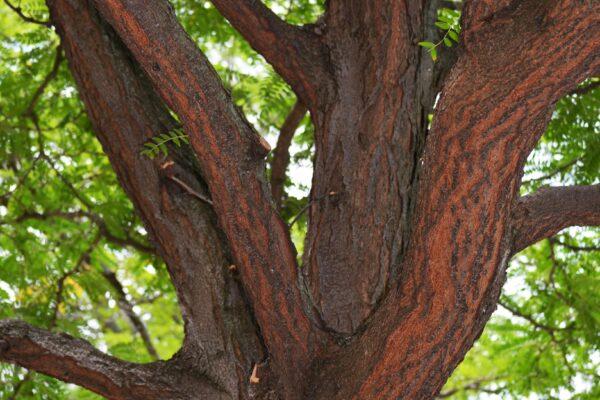 Gleditsia Triacanthos 'shademaster' Single Stem - View 33 from www redcrocus com