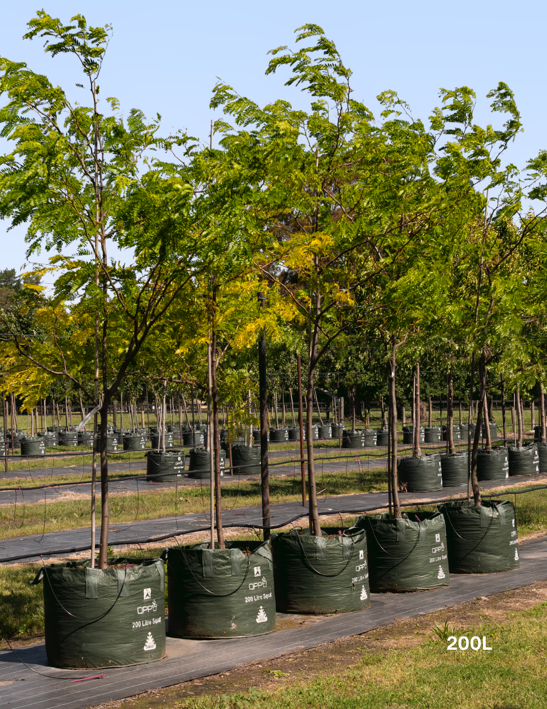 Gleditsia Triacanthos 'shademaster' Single Stem - View 34 from www redcrocus com