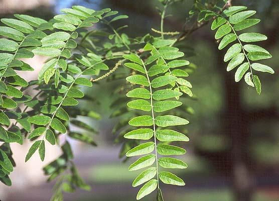 Gleditsia Triacanthos 'shademaster' Single Stem - View 35 from www redcrocus com