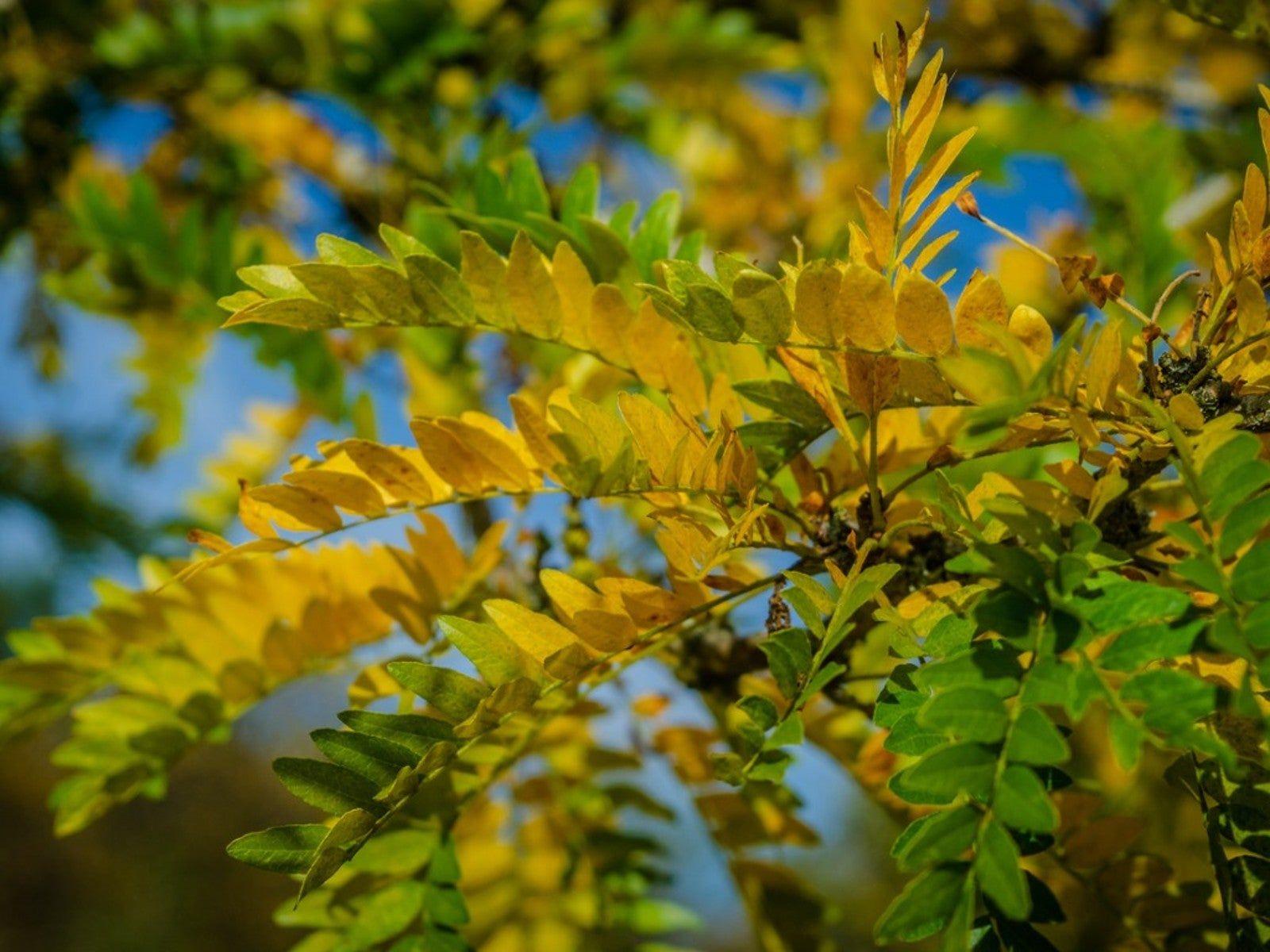 Gleditsia Triacanthos 'shademaster' Single Stem - View 36 from www redcrocus com